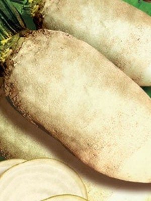 Свекла кормовая Центаур Поли (0,5 кг) - 1