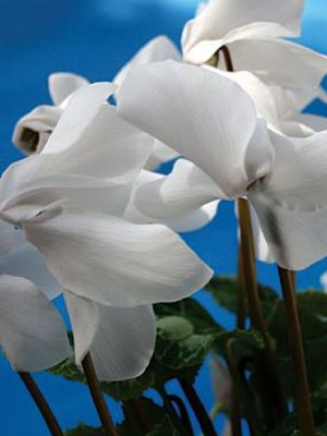 Цикламен среднецветковый  White F1                            (1 шт)
