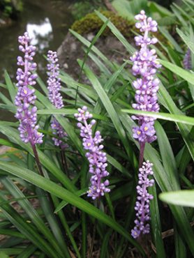 Лириопе мускаривидная Amethyst (1 шт)