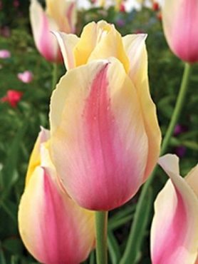 Тюльпаны Простые поздние Blushing Lady 11/12 (100 шт)