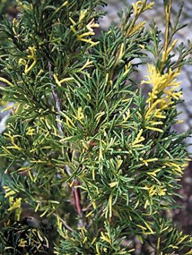 Можжевельник х средний Plumosa Aureovariegata (1 шт)