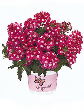 Вербена гибридная Empress Flair Cherry Charme (Р12) (1 шт)