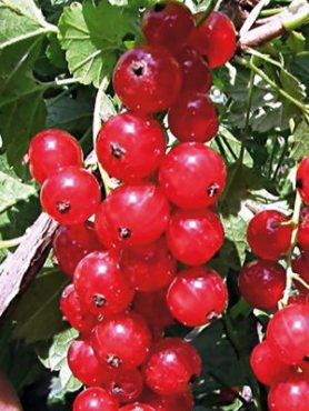 Смородина Голландська червона (1 шт)