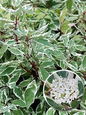 Дерен білий Sibirica Variegata (1 шт) - 1