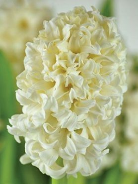 Гиацинт садовый Top White 14/15 (20 шт)