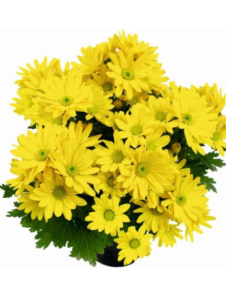Хризантема горшечная Pemba Yellow (9 шт) - 1