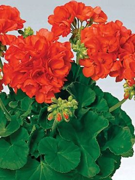 Пеларгонія зональна Perlenkette Orange (1 шт)