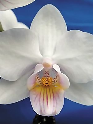 Фаленопсис гибридный Oshun (1 шт)