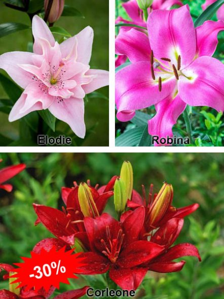 Набор лилий "Нежная красота" (4 шт) - 1