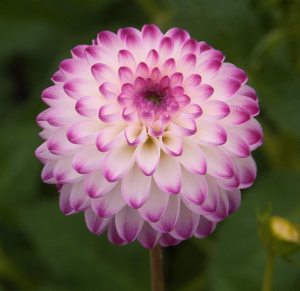 Георгина помпонная Pink Isa (1 шт)