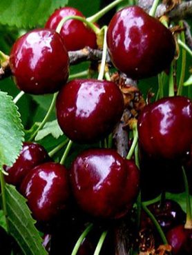 Черешня Рубиновая ранняя (1 шт)