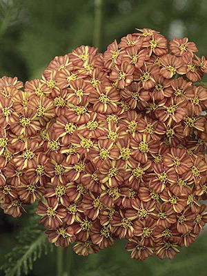 Тысячелистник обыкновенный Desert Eve Terracotta (1 шт) - 1