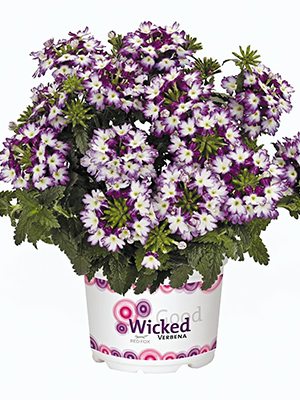 Вербена гібридна Wicked Purple (1 шт) - 1