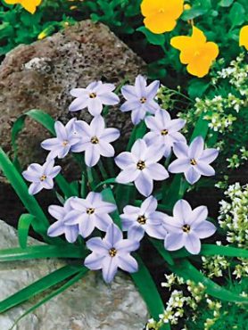 Ифейон одноцветковый Wisley Blue 4+ (100 шт)