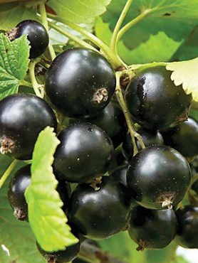 Смородина черная Казацкая (1 шт)