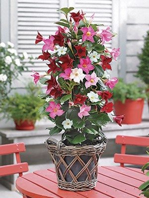 Дипладения Bloom Bells Тгіо (3 шт) осінь
