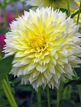 Жоржина кактусова бахромчаста Canary Fubuki (1 шт)