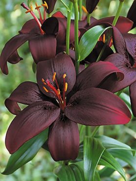 Лілія (Азійські гібриди) Royal Kiss 12/14 (1 шт)