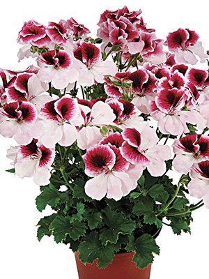 Пеларгонія крупноквіткова Graziosa Bicolor - 1