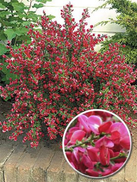 Ракитник гибридный Boskoop Ruby(1 шт)