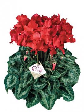 Цикламен крупноцветковый Halios Curly  Ecarlate F1 (1 шт)