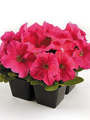 Петуния крупноцветковая Ez Rider Pink (10 шт) - 1