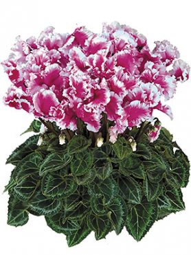 Цикламен Halios Friola Violet F1 (1 шт)