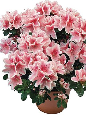Рододендрон тупой Encore Autumn Sunburst'(1 шт) - 1