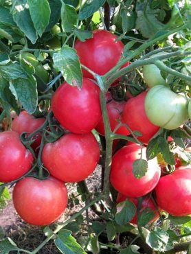 Томат коллекционный Видимо-Невидимо (2 г)