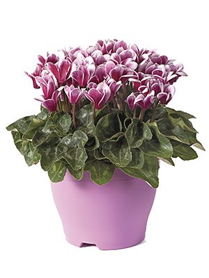 Цикламен Goblet Shine Wine Red F1 (1 шт) - 1