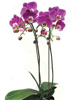 Фаленопсис гібридний Taida Pink Butterfly (1 шт)