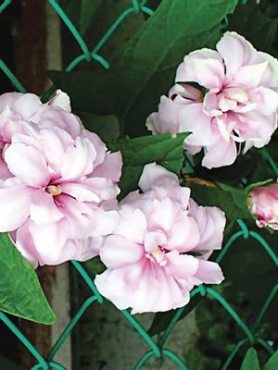 Калистегия, или повой пушистый Flore Pleno К (2 шт)