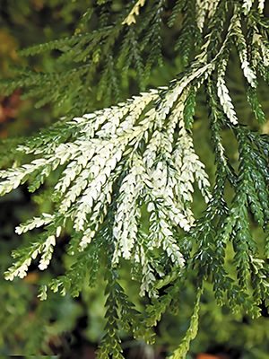 Туевик пониклий Variegata (1 шт)