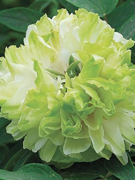 Пион древовидный Green Jade (1 шт)