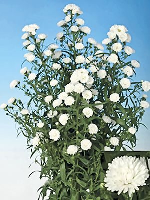 Астра кустарниковая Cassy (1 шт) - 1
