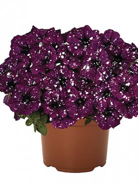 Петуния Surprise Sparkling Purple (3 шт)