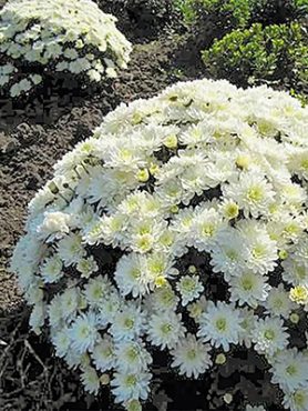 Хризантема дрібноквіткова низькоросла Branroyal White (3 шт)