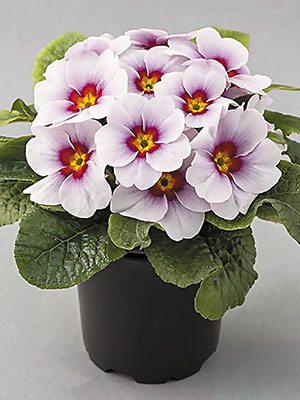 Примула звичайна Delia Silver Blue F1 (3 шт)