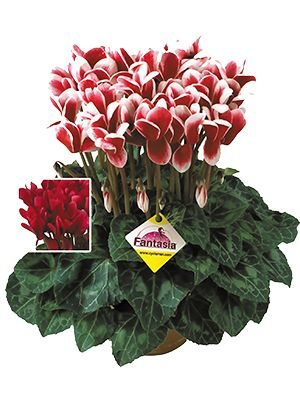 Цикламен крупноцветковый Latinia Fantasia Magenta Fonce F1(1 шт) - 1