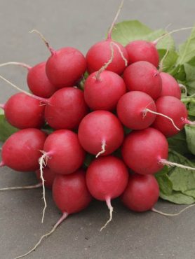 Редис Скарлет (10 г)