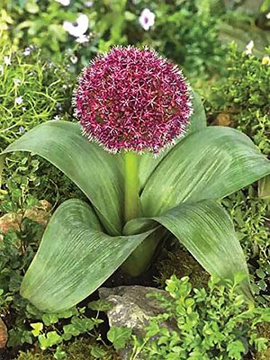 Лук (A. karataviense x A. atropurpureum) Ostara 12/+ (1 шт) - 1