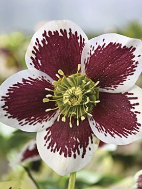 Морозник восточный White Red Blotched (1 шт)