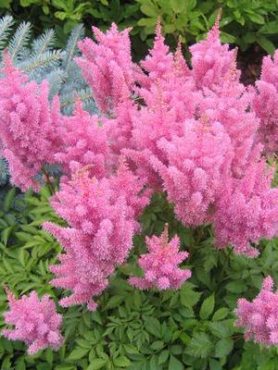 Астильба Арендса Gloria Purpurea (1 шт)