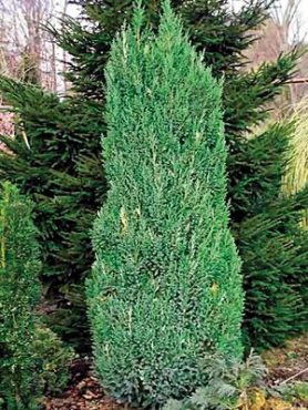 Яловець китайський Stricta (1 шт)