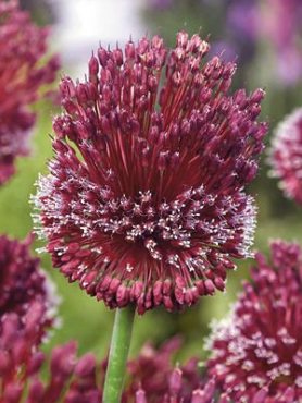 Лук аметистовый Red Mohican 10/+ (1 шт)