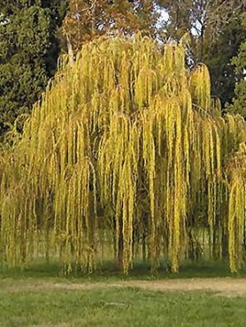 Верба золотистоволосиста Chrysocoma (1 шт)