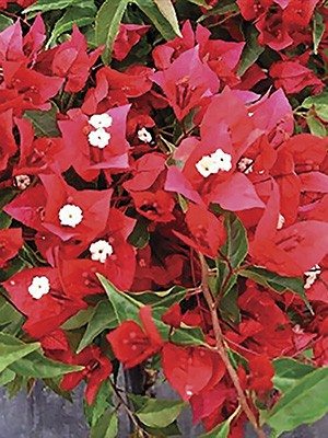 Бугенвіллея Vera Red (1 шт) осінь