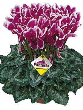 Цикламен крупноцветковый Halios Fantasia Violet Fonce F1 (1 шт)