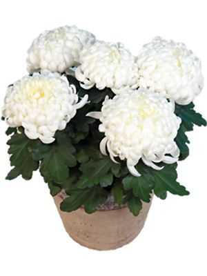 Хризантема горшечная Candela (3 шт) - 1