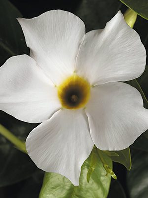 Дипладения Rio Grande White (1 шт) - 1